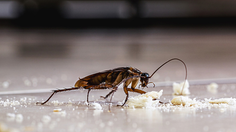 A cockroach feeding on crumbs on a kitchen counter.