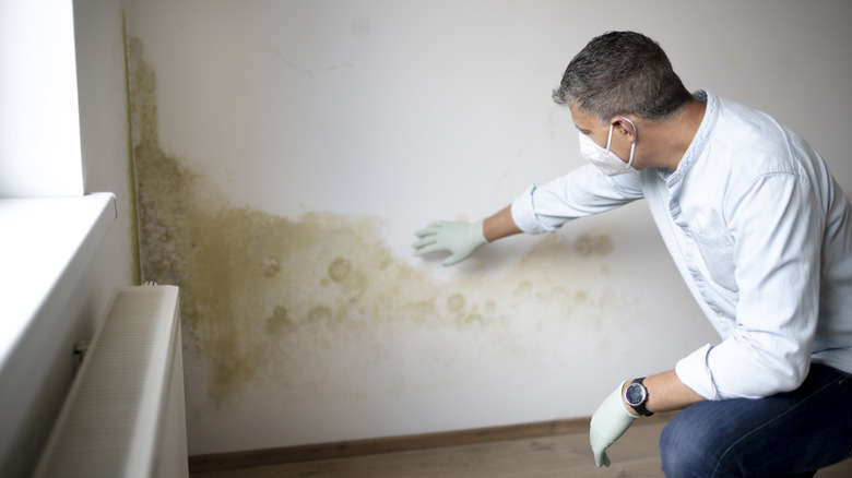 A man inspects water damage on a wall.