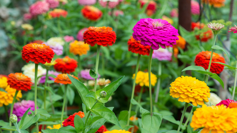Zinnias flower in a garden.