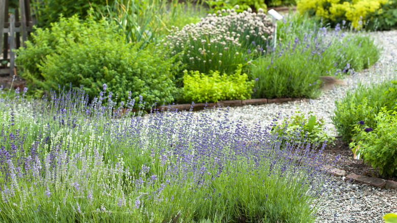 garden with gravel walkway