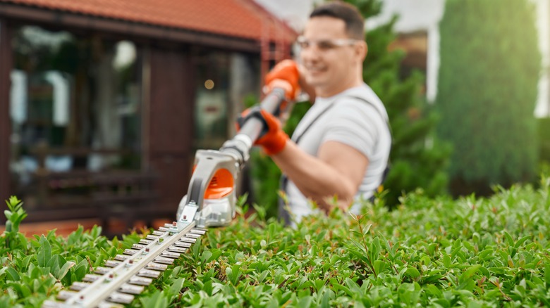 man trimming bushes