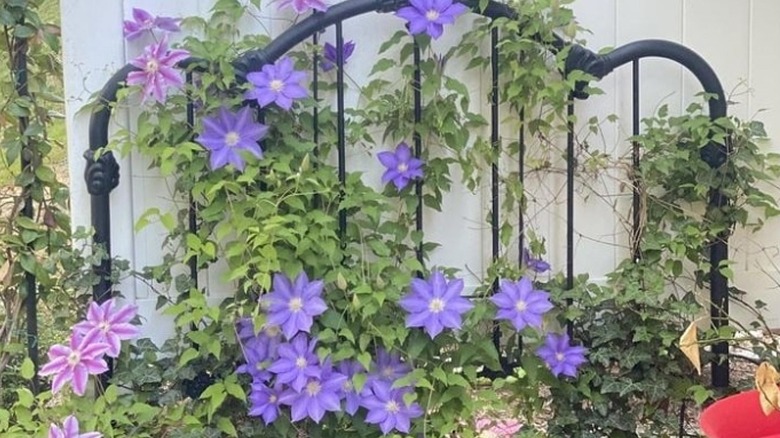 headboard used as trellis