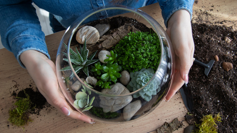 woman building a terrarium on wood table