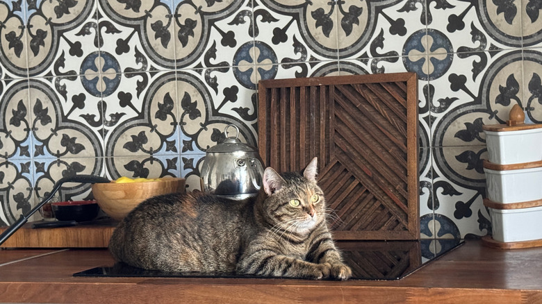 Moroccan tile backsplash with a cat sitting on the counter