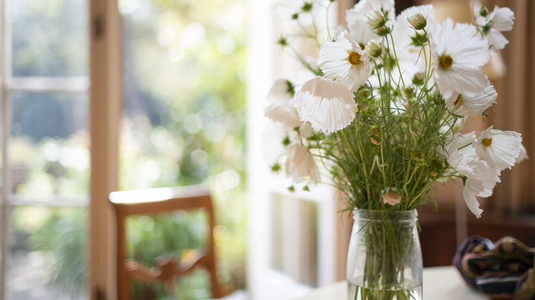 A simple arrangement of white cosmos flowers in a jar