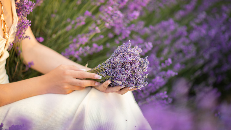 A girl holding lavender in a lavender field