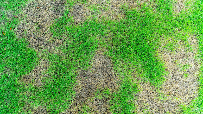 a patchy turf that needs a fix
