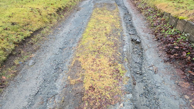 Gravel driveway that has ruts after a rain washed out the gravel