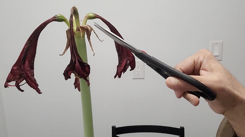 A hand holding scissors is about to trim spent amaryllis flowers from the green stem.