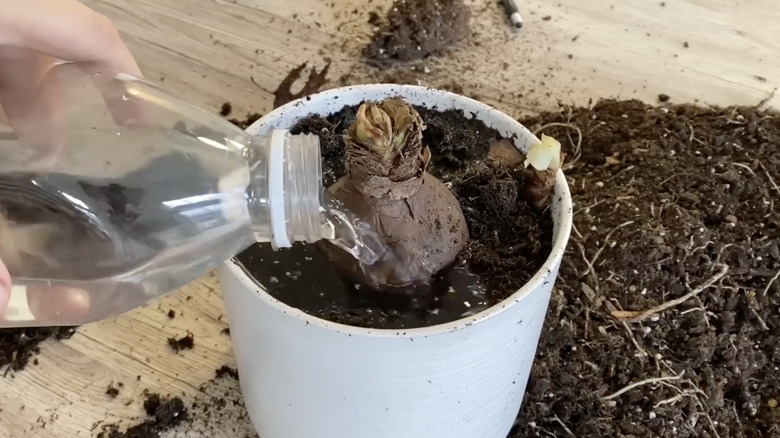 A hand holding a plastic bottle pours water into a dormant amaryllis bulb in a white ceramic flower pot.