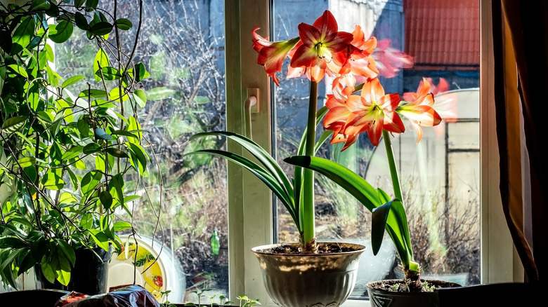 Amaryllis with red and white flowers growing in pots in a sunny windowsill.