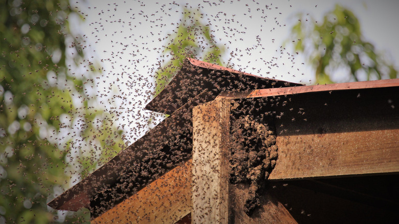 bees swarming house eave