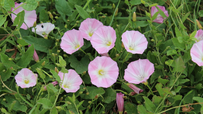 Pink Binweed flowers