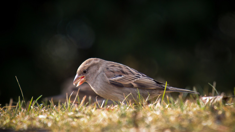 Sparrow on a grassy patch looking for seeds