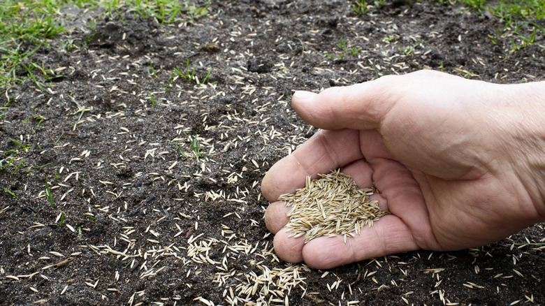 A hand spreading grass seeds.