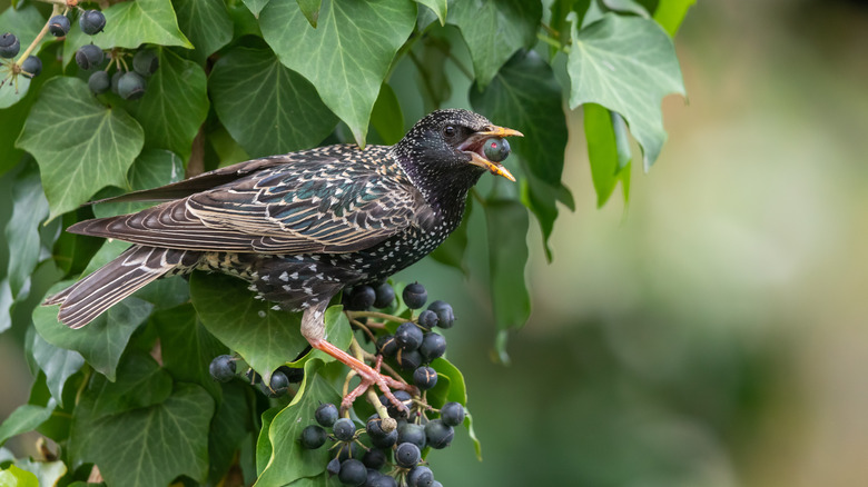 Bird eats berries from a plant