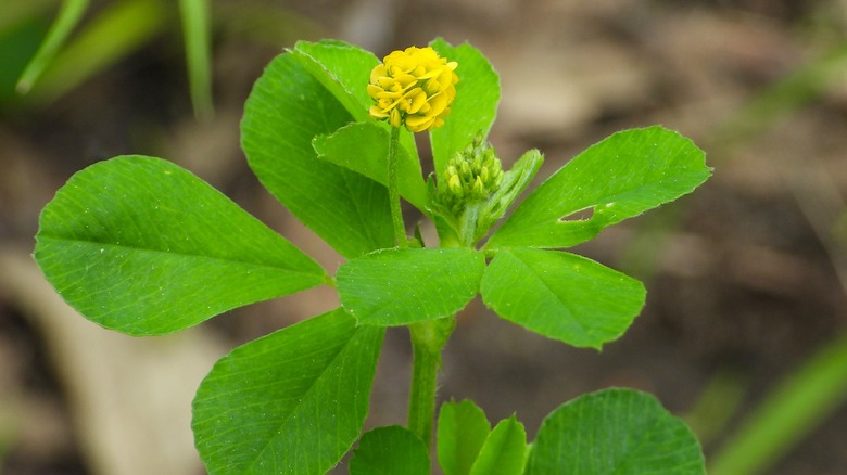 black medic weed with flower