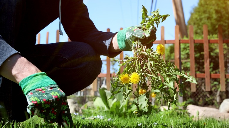 uprooting weed in lawn