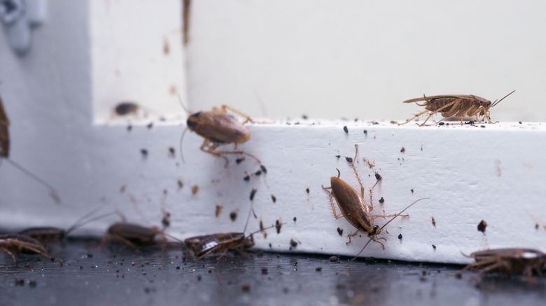 Roaches crawling on door 