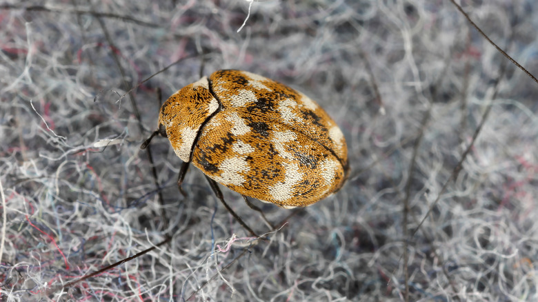 close-up of carpet beetle