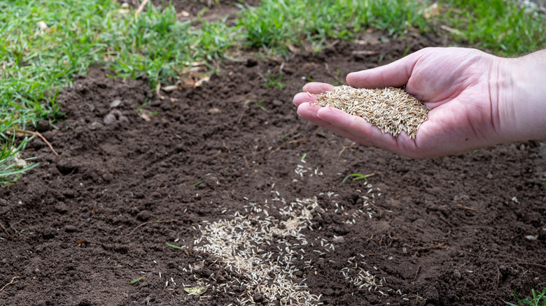 Close up of person holding grass seed over soil