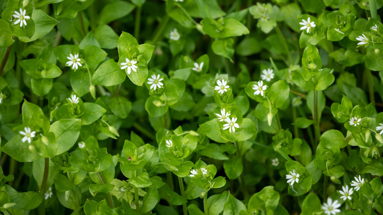 Close up of chickweed plant
