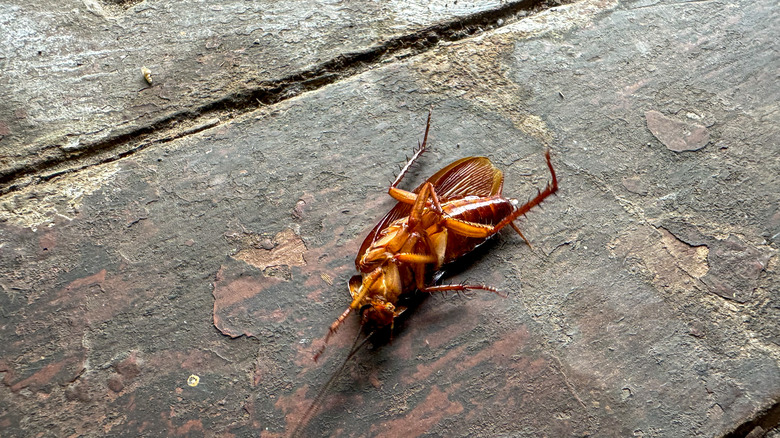 Close-up of an upside-down cockroach on a hardwood floor