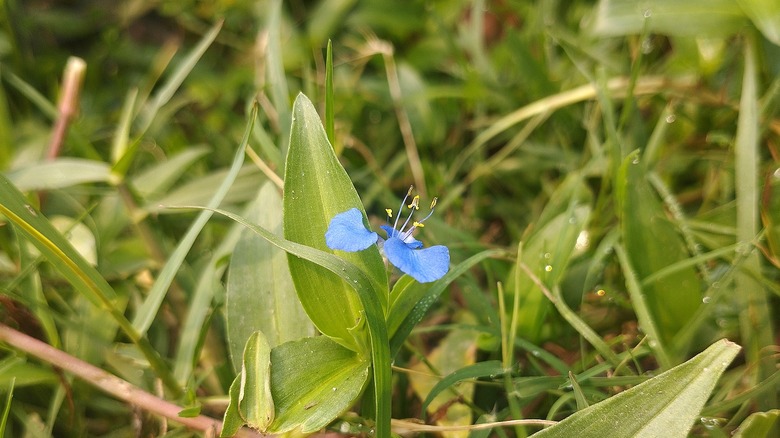 Dayflower growing in grass