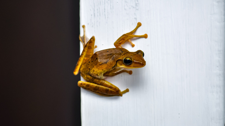 small frog on the wall of a home