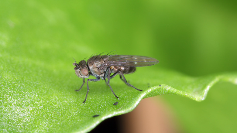 gnat on a green leaf