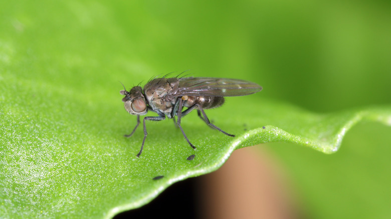 gnat on plant