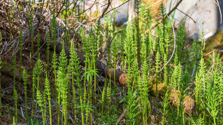 horsetail weed in garden