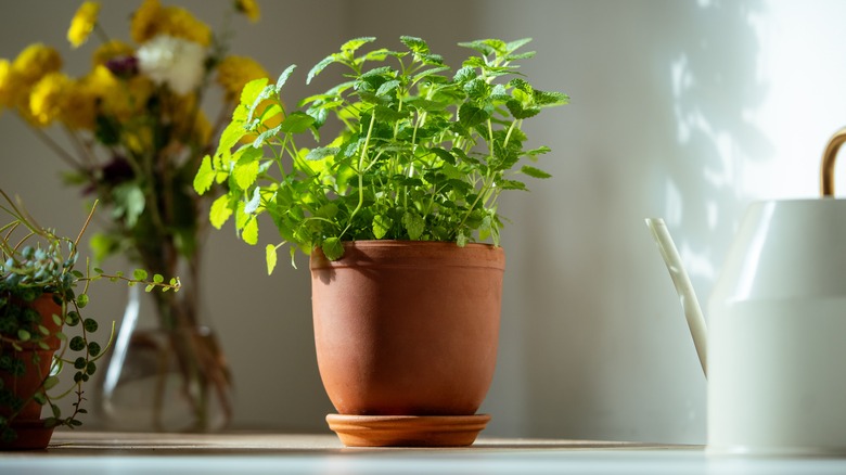 Indoor lemon balm plant on counter
