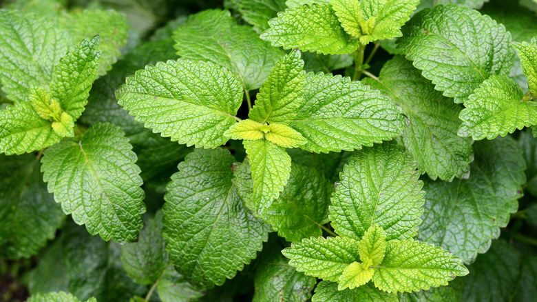 Close up of lemon balm plant
