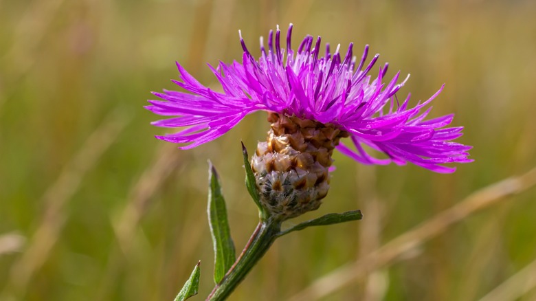 knapweed in lawn