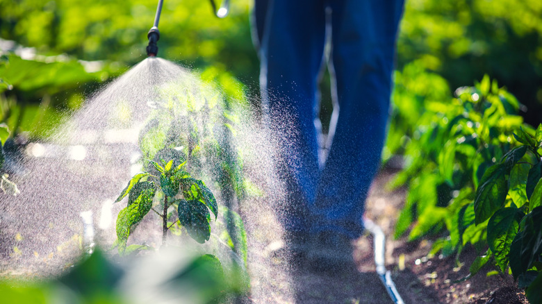 person spraying herbicide