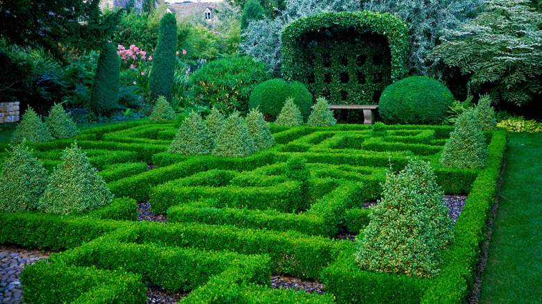 Beautiful knot garden with pruned hedges and trees creating a maze-like pattern