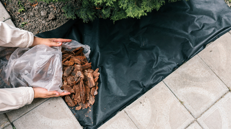 Gardener pouring mulch on garden bed