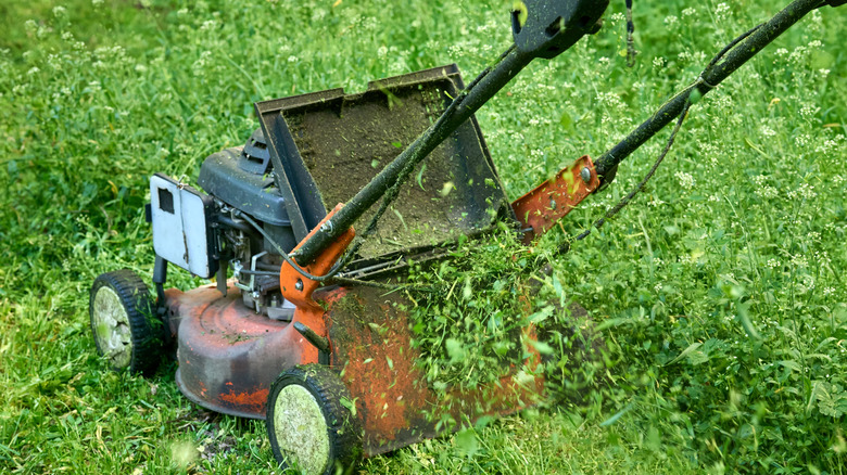 Person cutting grass with hand mower