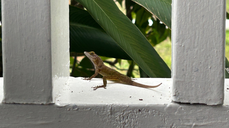 Lizard sitting on a white porch