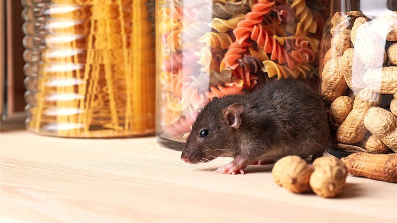 Mouse in home pantry