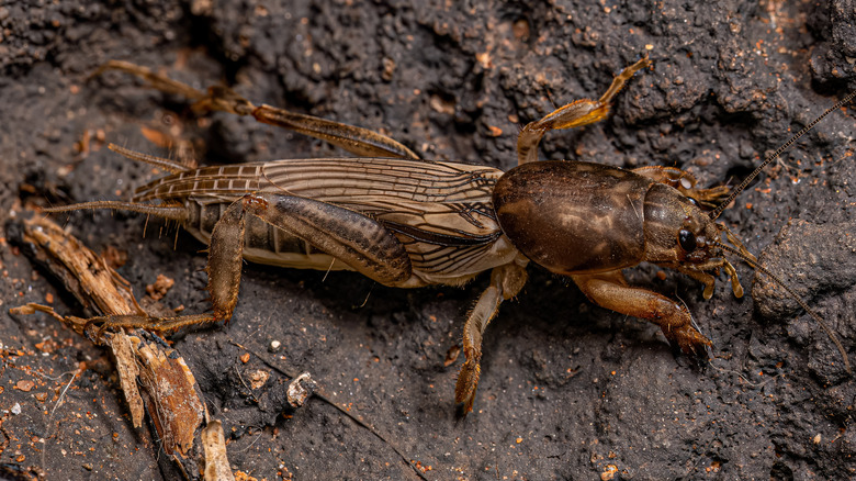 Adult mole cricket 