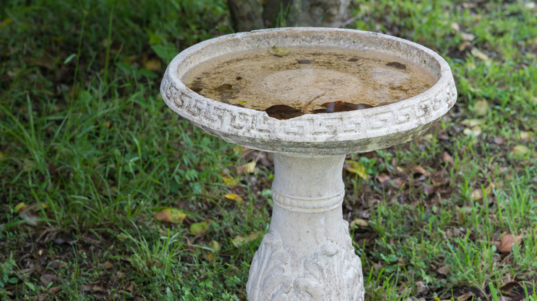A birdbath filled with old, dirty water