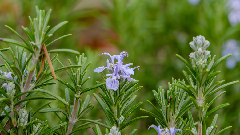 A close-up of purple-flowering rosemary