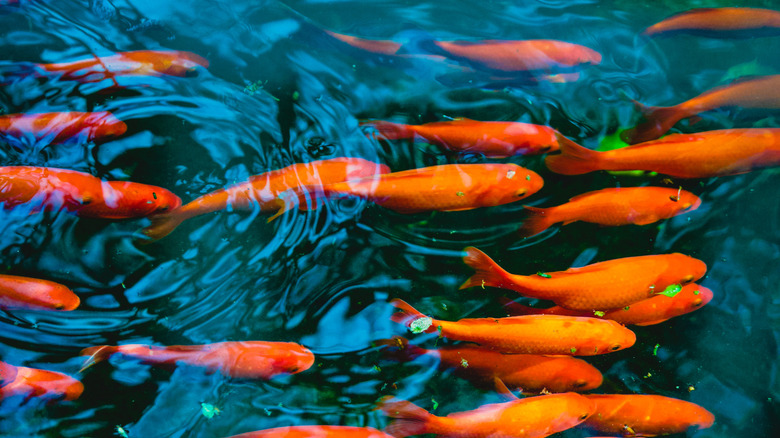 A school of goldfish swimming in a pond