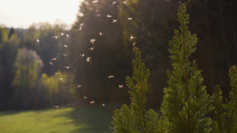 A cloud of mosquitoes in a garden