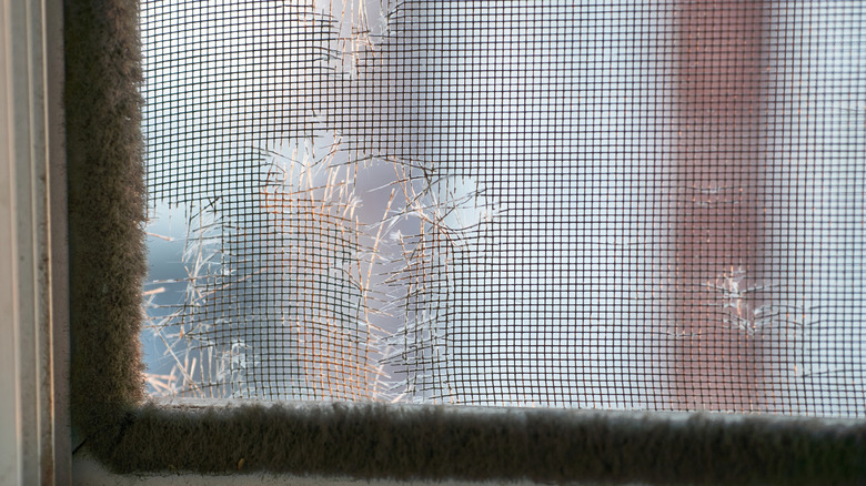 A window with a torn mosquito screen