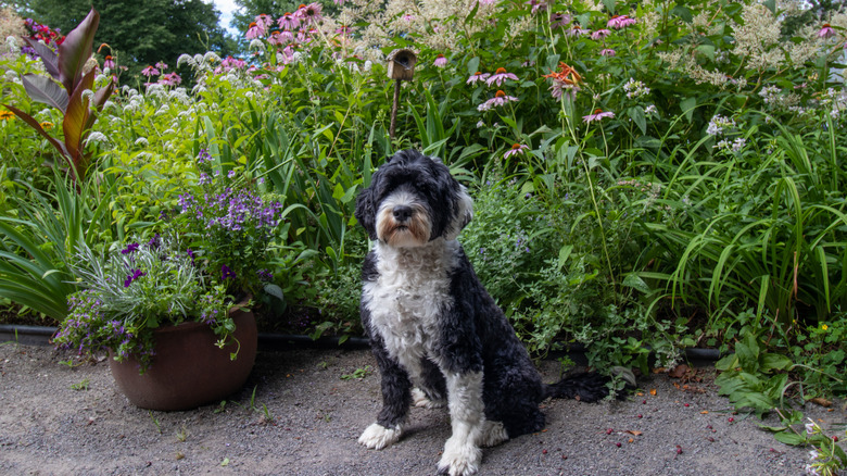 Dog in garden