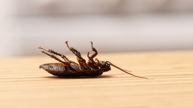 Dead roach on table