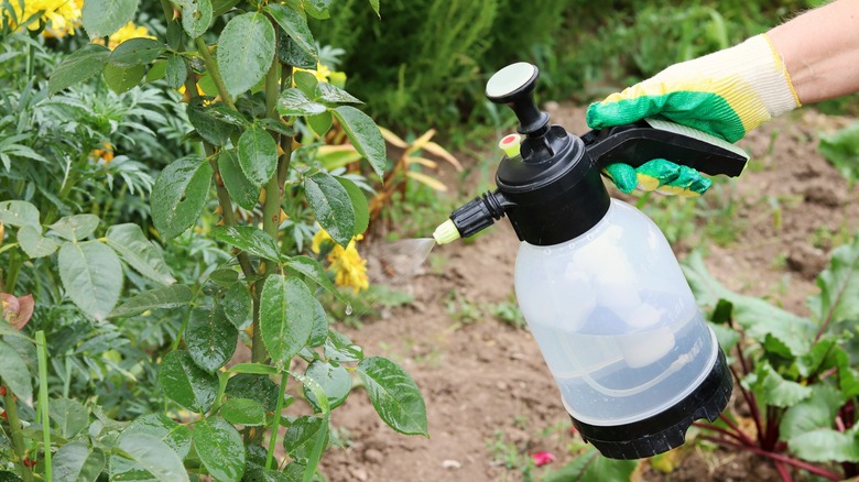 Spraying plants with water bottle